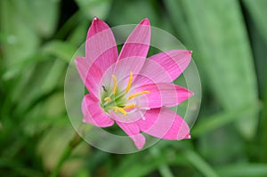 Rain lily flower